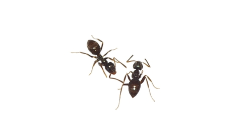 Les fourmis du jardin