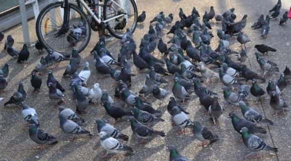La capture anti-pigeons