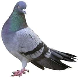 éloignement des pigeons