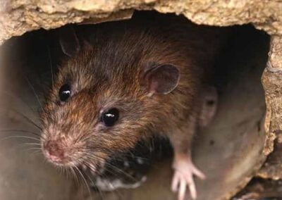 Les maladies des rats