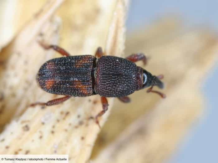 Déjouer les Insectes des Grains : Méthodes pour Sauvegarder vos Grains et Céréales