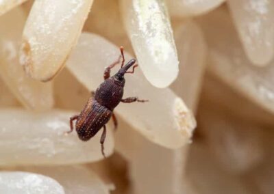 Surveillance et Contrôle des Insectes de produits stockés dans les Aliments