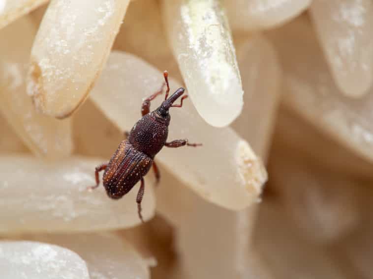 Surveillance et Contrôle des Insectes de produits stockés dans les Aliments